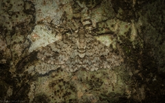 Myrioblephara desumpta