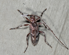 Eutrichillus biguttatus