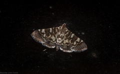Chabula acamasalis