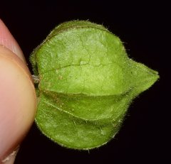 Physalis leptophylla