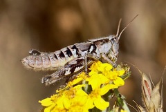 Aeoloplides fuscipes