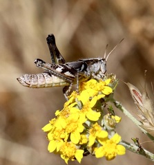 Aeoloplides fuscipes