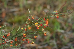 Bossiaea riparia