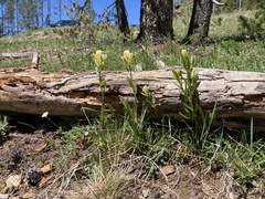 Castilleja septentrionalis