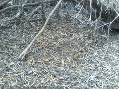 Turdus falcklandii magellanicus