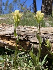 Castilleja septentrionalis