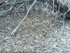 Turdus falcklandii magellanicus