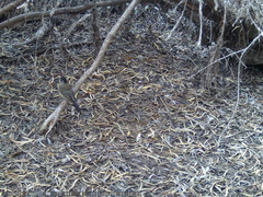 Turdus falcklandii magellanicus