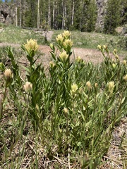 Castilleja septentrionalis