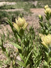 Castilleja septentrionalis