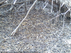 Zonotrichia capensis chilensis