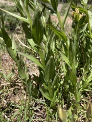 Castilleja septentrionalis