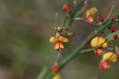 Bossiaea riparia