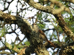 Cranioleuca pyrrhophia