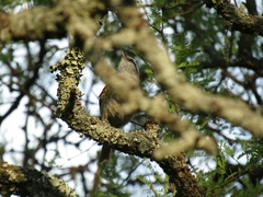 Cranioleuca pyrrhophia