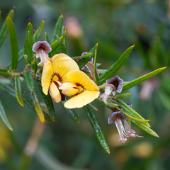 Bossiaea rosmarinifolia