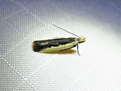 Dichomeris setosella