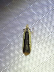 Dichomeris setosella