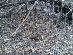 Turdus falcklandii magellanicus