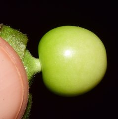 Physalis leptophylla