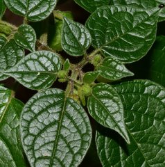 Physalis leptophylla
