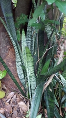 Sansevieria trifasciata image