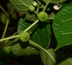 Physalis leptophylla