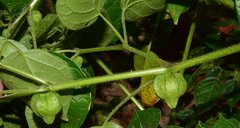 Physalis leptophylla
