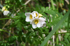 Polemonium carneum