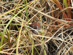 Erebia disa