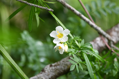 Polemonium carneum