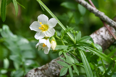 Polemonium carneum