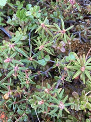 Rhododendron tomentosum
