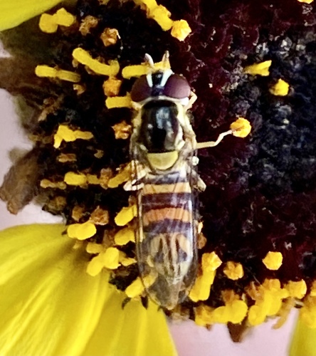 iNaturalist observation photo of Oblique Streaktail