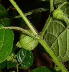 Physalis leptophylla