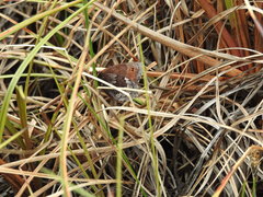 Erebia disa