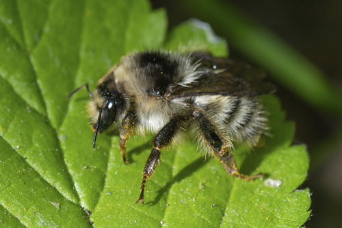 Sand-coloured Carder Bumble Bee