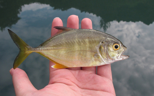 Bigeye Trevally