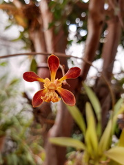 Encyclia parviflora