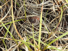 Erebia disa