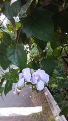 Thunbergia grandiflora image