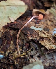 Paraisaria amazonica