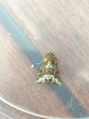 Oligia strigilis