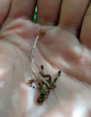 Paraisaria amazonica