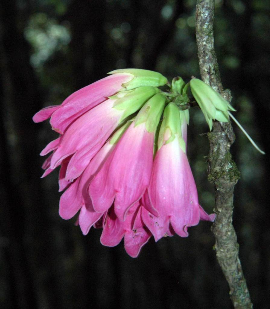 Tecomanthe burungu