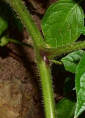 Physalis leptophylla