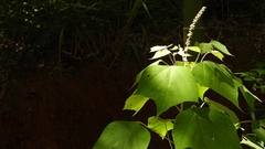 Mallotus apelta