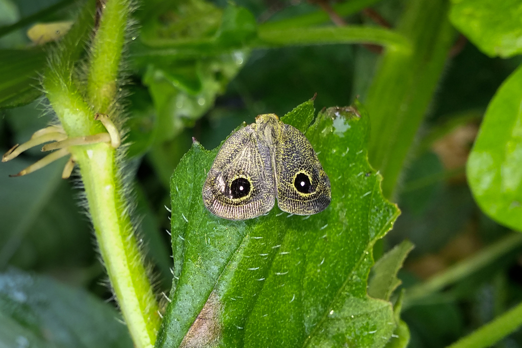 Euricania oculata