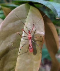 Ricolla quadrispinosa