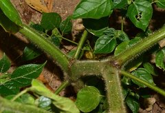 Physalis leptophylla